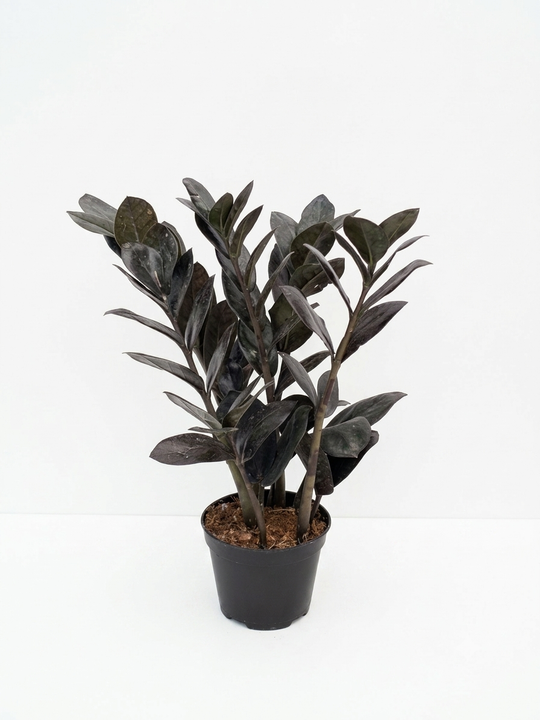 Замиокулькас Black Raven д. 9
