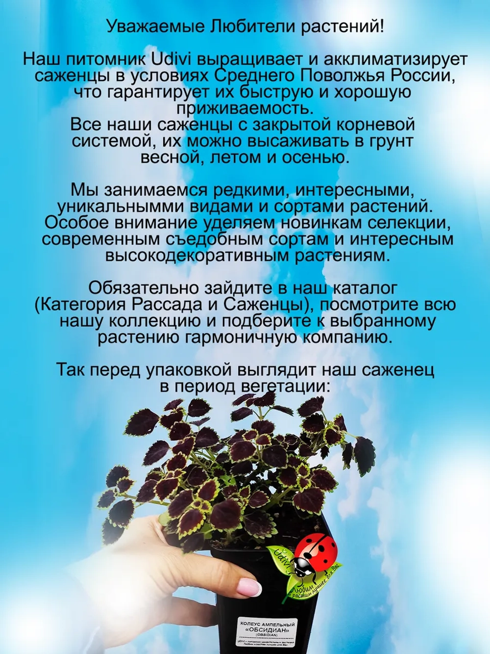 Колеус ампельный Обсидиан
