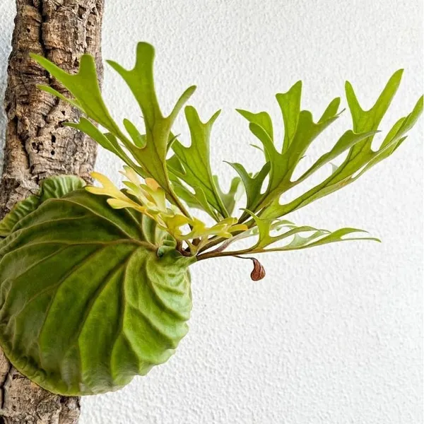 Платицериум Ридли Platycerium Ridleyi споры