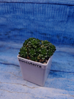 Graptosedum Little Gimmie (Граптоседум)