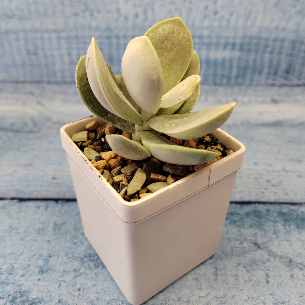 Adromischus Leucophyllus (Адромискус)