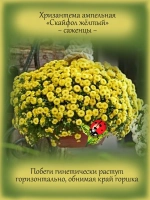 Хризантема Скайфол Желтый ампельная