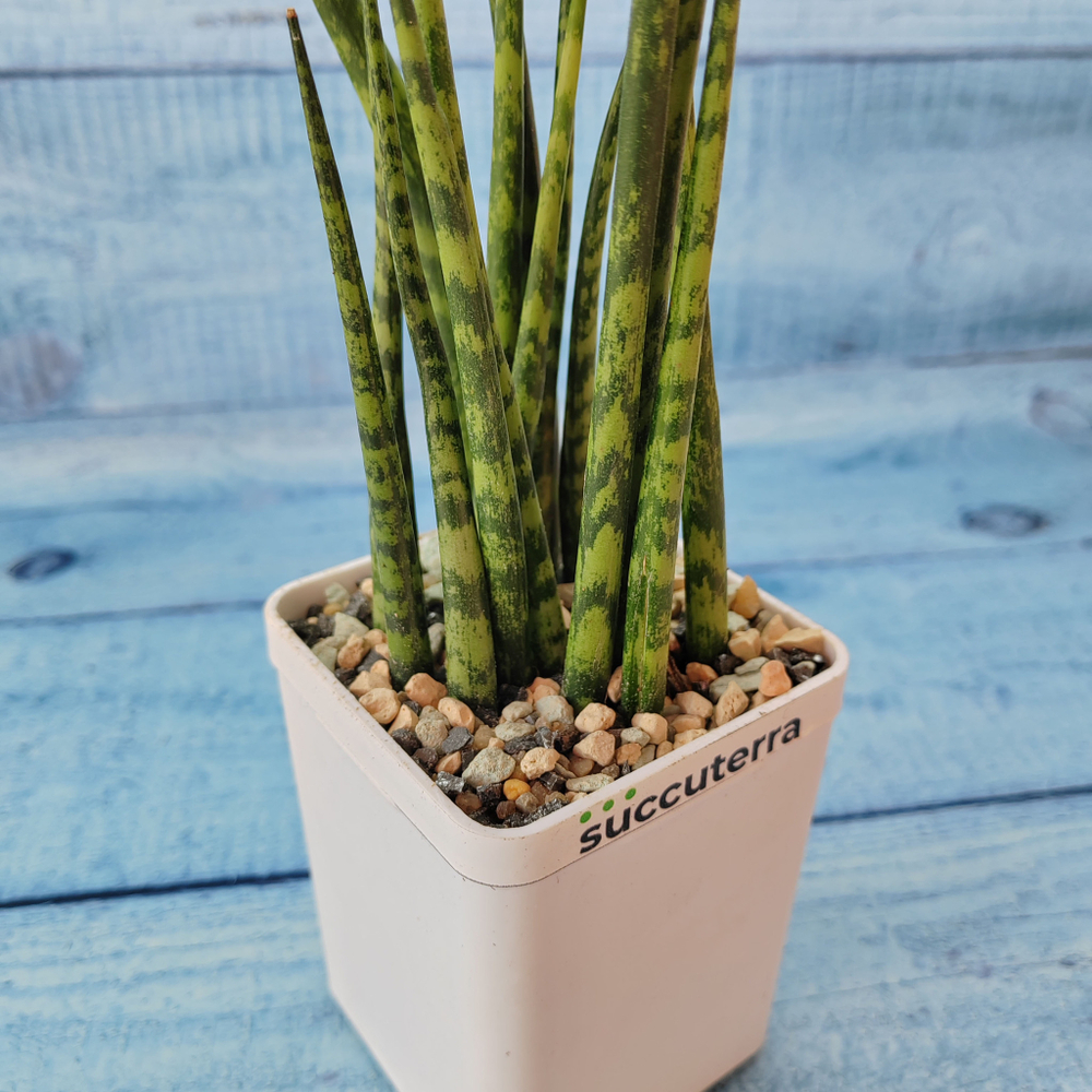 Sansevieria Fernwood Mikado (Сансевиерия)