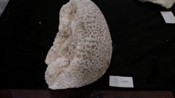 Коралл белый "Мозговик" 135-155мм