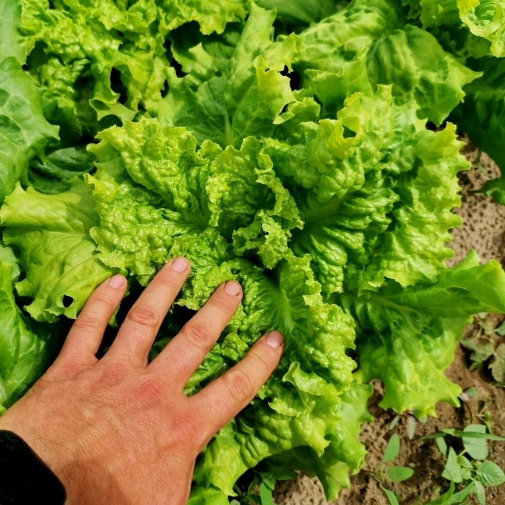 Салат Древнегерманского Племени Батавов - Bataafse Lettuce Salade