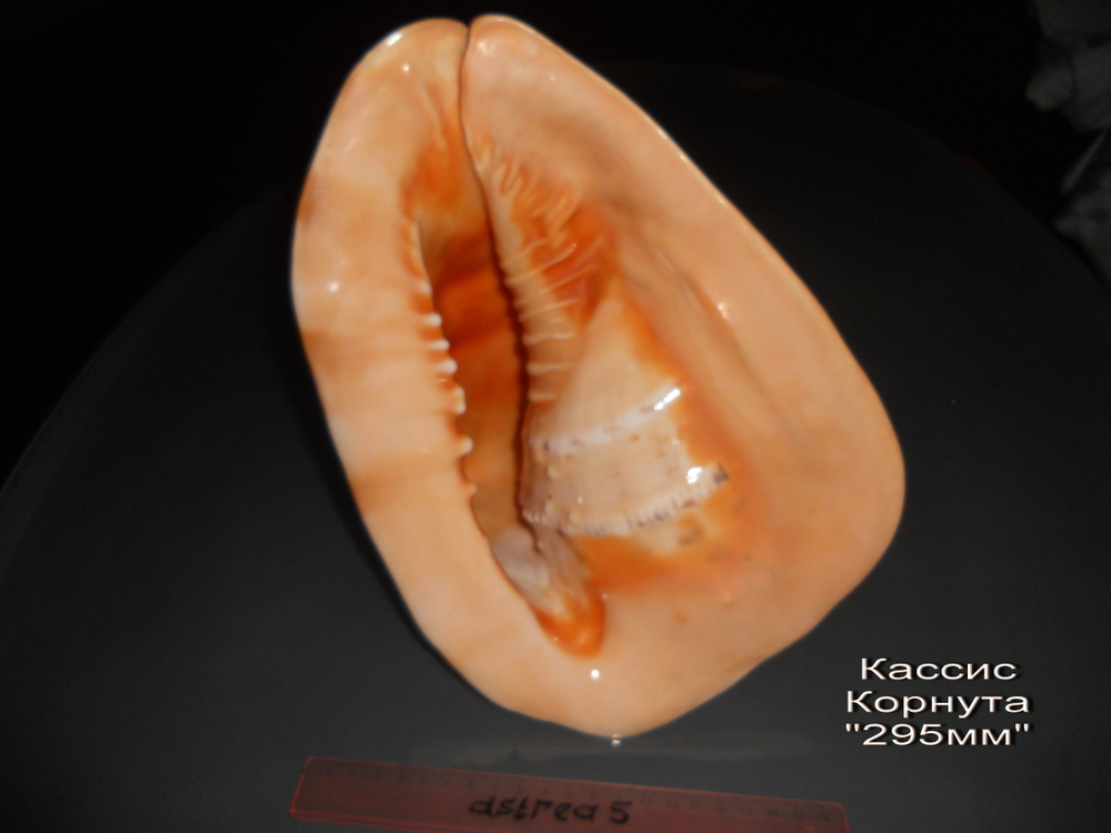 Кассис Корнута 170-295 мм