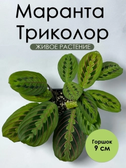 Маранта Триколор