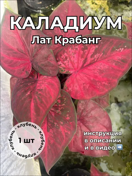 Каладиум Лат Крабанг клубень