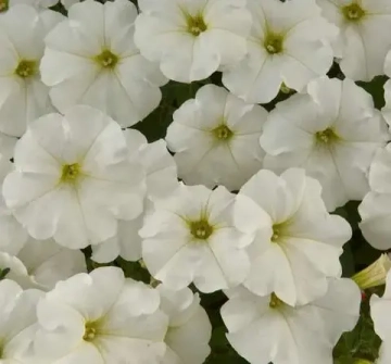 Петуния ампельная White Ray (П12 )