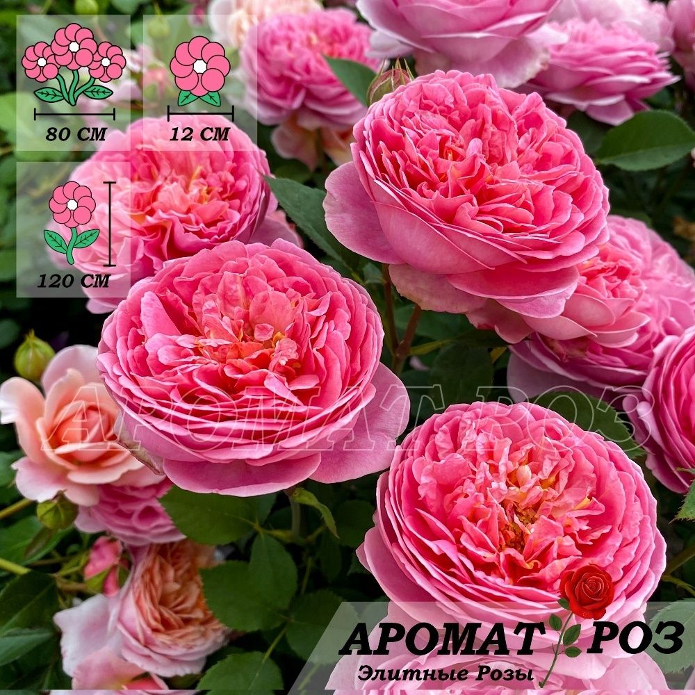 Боскобель (Boscobel)