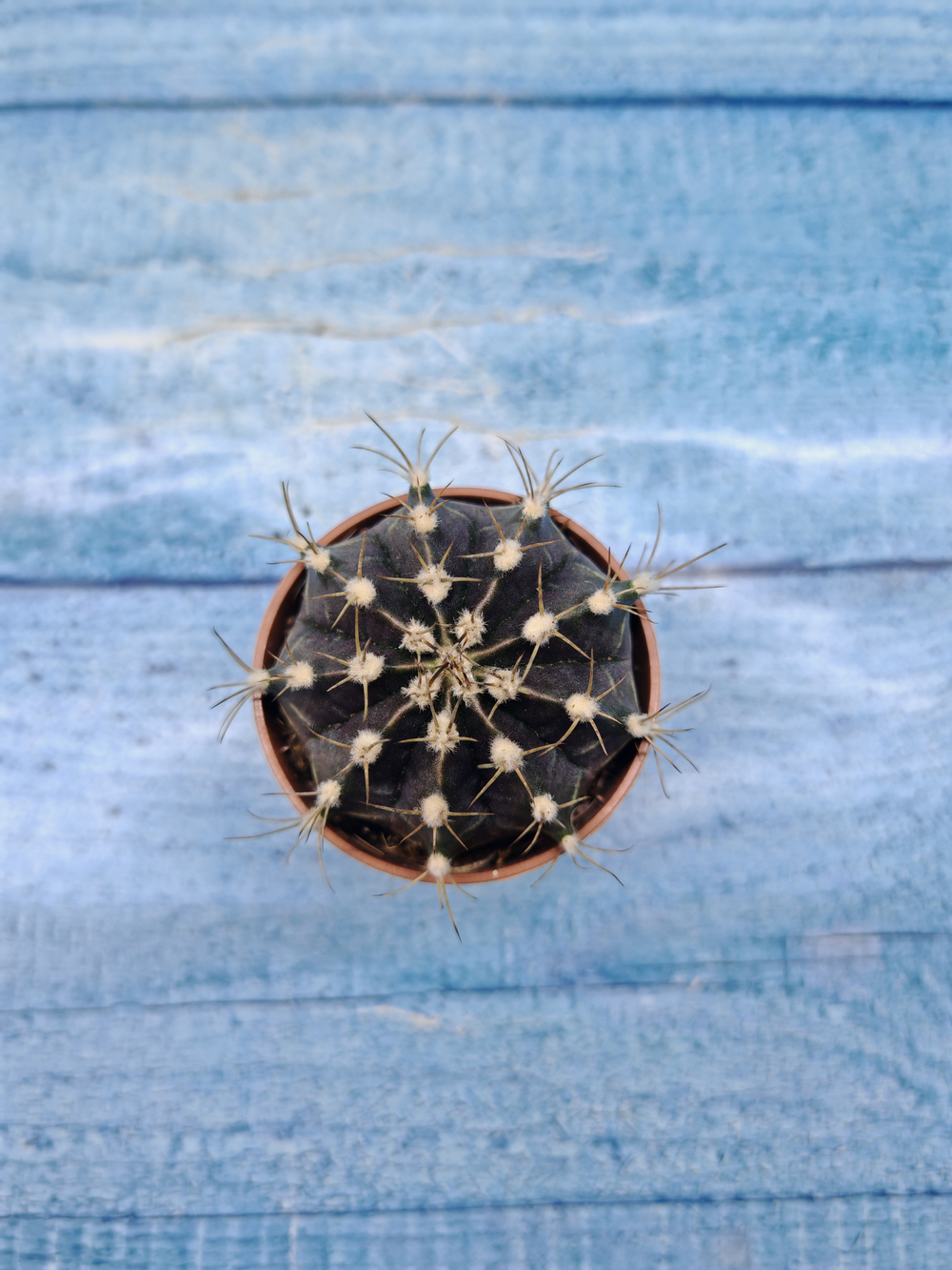 Gymnocalycium Friedrichii (Гимнокалициум)