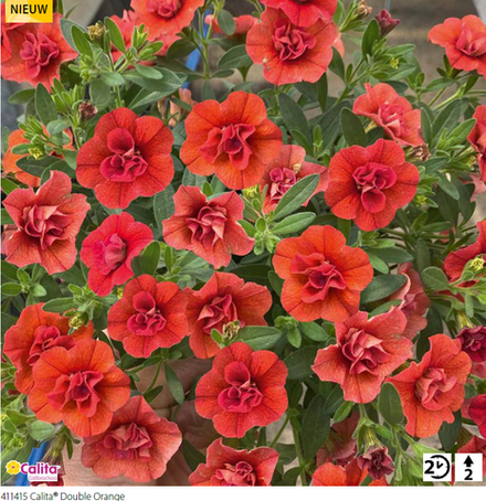 ЕВРО Калибрахоа Calita® Double Orange укоренный черенок НАЧАЛО ЯНВАРЯ Volmary поставка 7