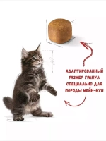 ROYAL CANIN Maine Coon Kitten (Роял Канин Мейкун Киттен) корм сухой для кошек 14 кг.