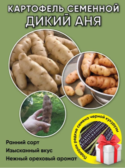 Дикий картофель, 4 сорта