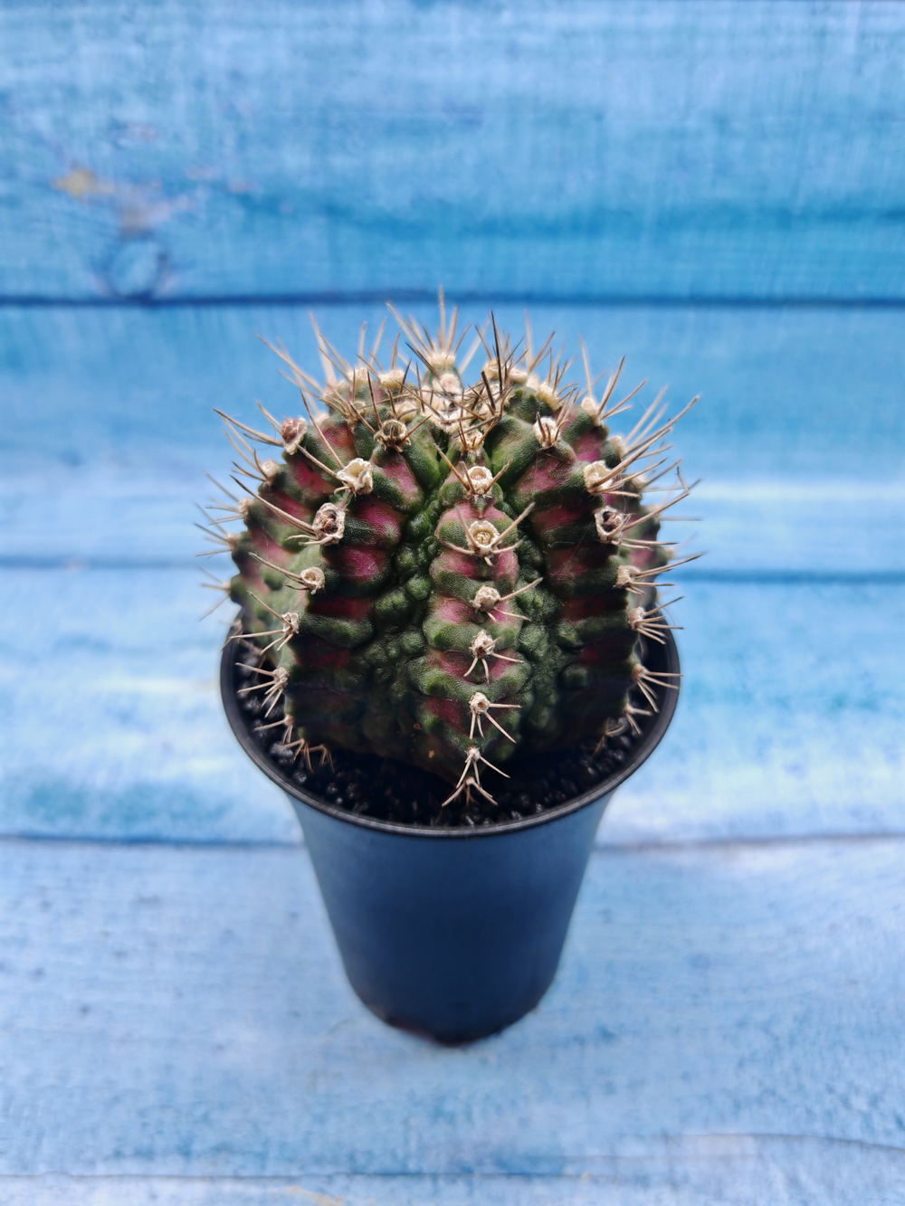 Gymnocalycium T-Rex Pink hybride (Гимнокалициум T-rex)