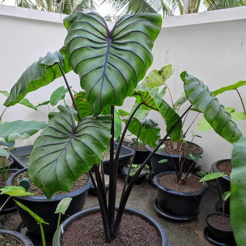 Колоказия Маска Фараона (Colocasia Pharao's Mask) корневище
