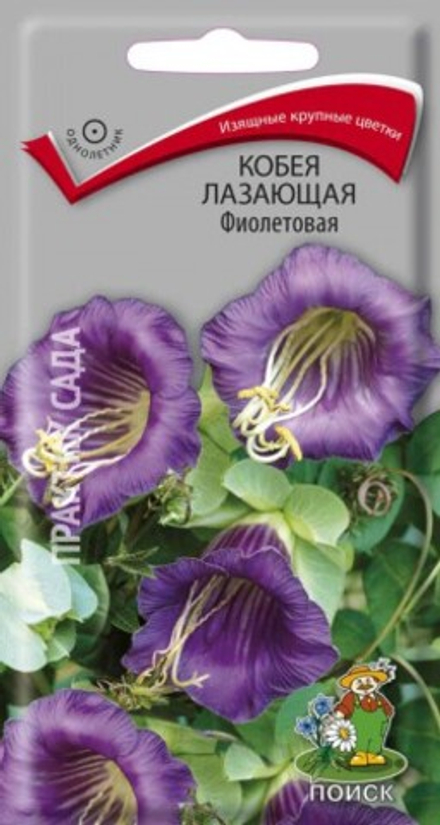 Кобея лазающая Фиолетовая 5шт Поиск