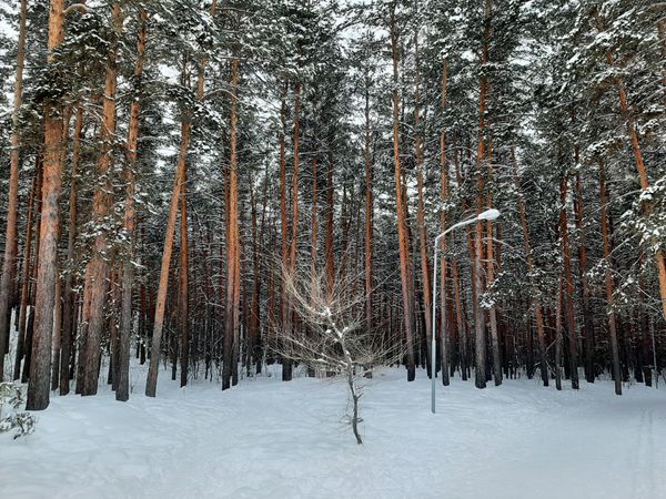 Энергетика деревьев Энергетика деревьев