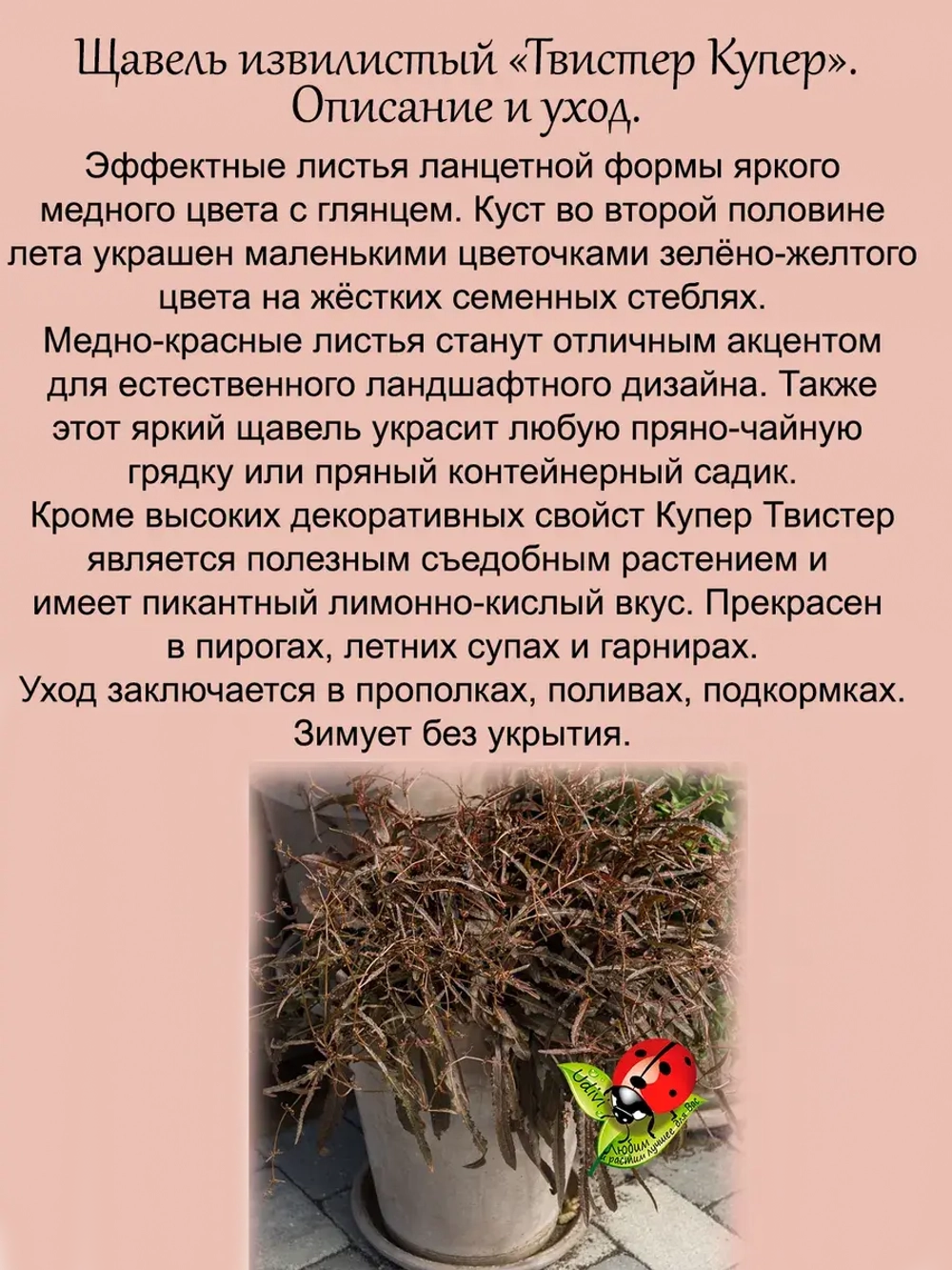 Щавель Твист Купер извилистый лимонный
