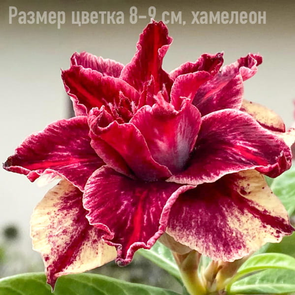 Адениум TQC-56-MANH LONG (В63)