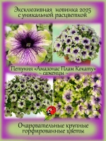 Петуния Амазонас Плам Кокату вегетативная