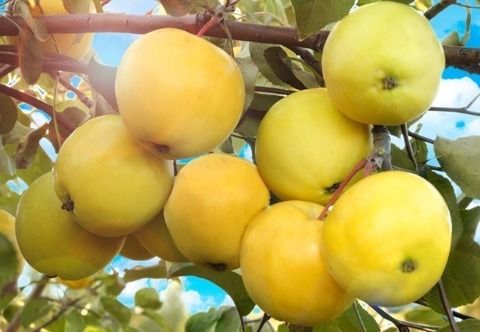 Яблоня полукультурка Сибирское золото