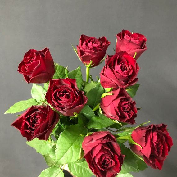 Красные розы, Madam Red, Кения