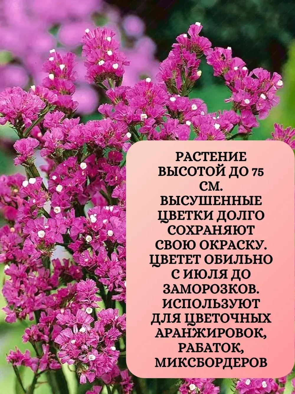 Семена Статица Суприм карминная 1 грамм