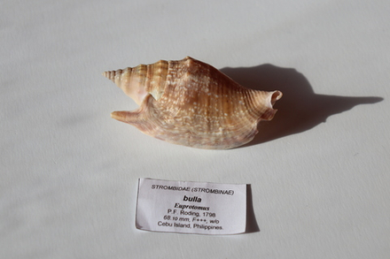 Ракушка Стромбус булла (Euprotomus bulla)