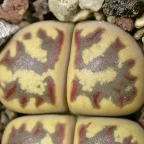 Литопс (C300 Lithops dorotheae) живые камни семена