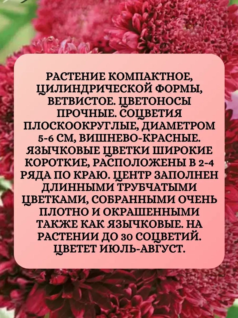 Семена Астра помпонная Вишнево-красная 2 грамма