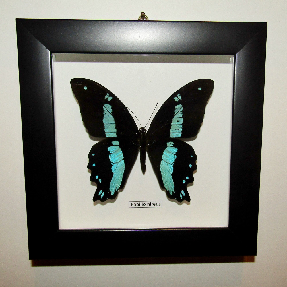 Бабочка Papilio nireus в рамке