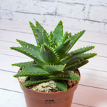 Aloe Brevifolia (Алоэ)