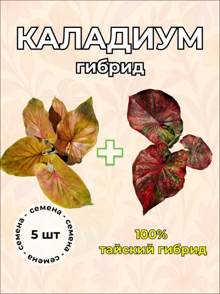 Каладиум гибрид MF семена 5 штук