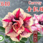 Адениум CARREY