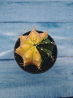 Gymnocalycium Variegata (Гимнокалициум Вариегатный)