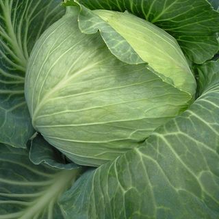 Капуста белокочанная Рамада F1 100 (семян)