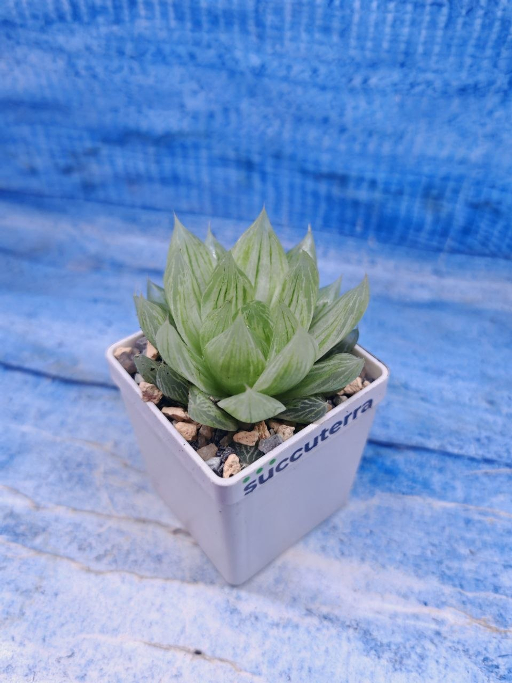 Haworthia Cymbiformis variegata (Хавортия)