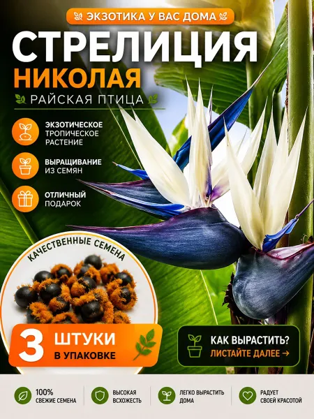 Стрелиция Николая (Strelitzia nicolai) семена 3 штуки (сбор февраль 2026)