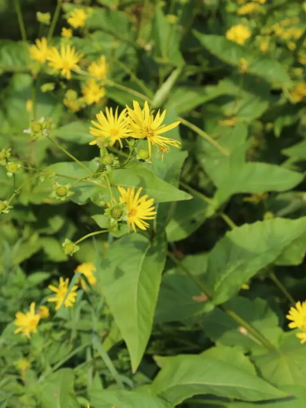 Семена Сильфия пронзеннолистная (Silphium perfoliatum) 10гр