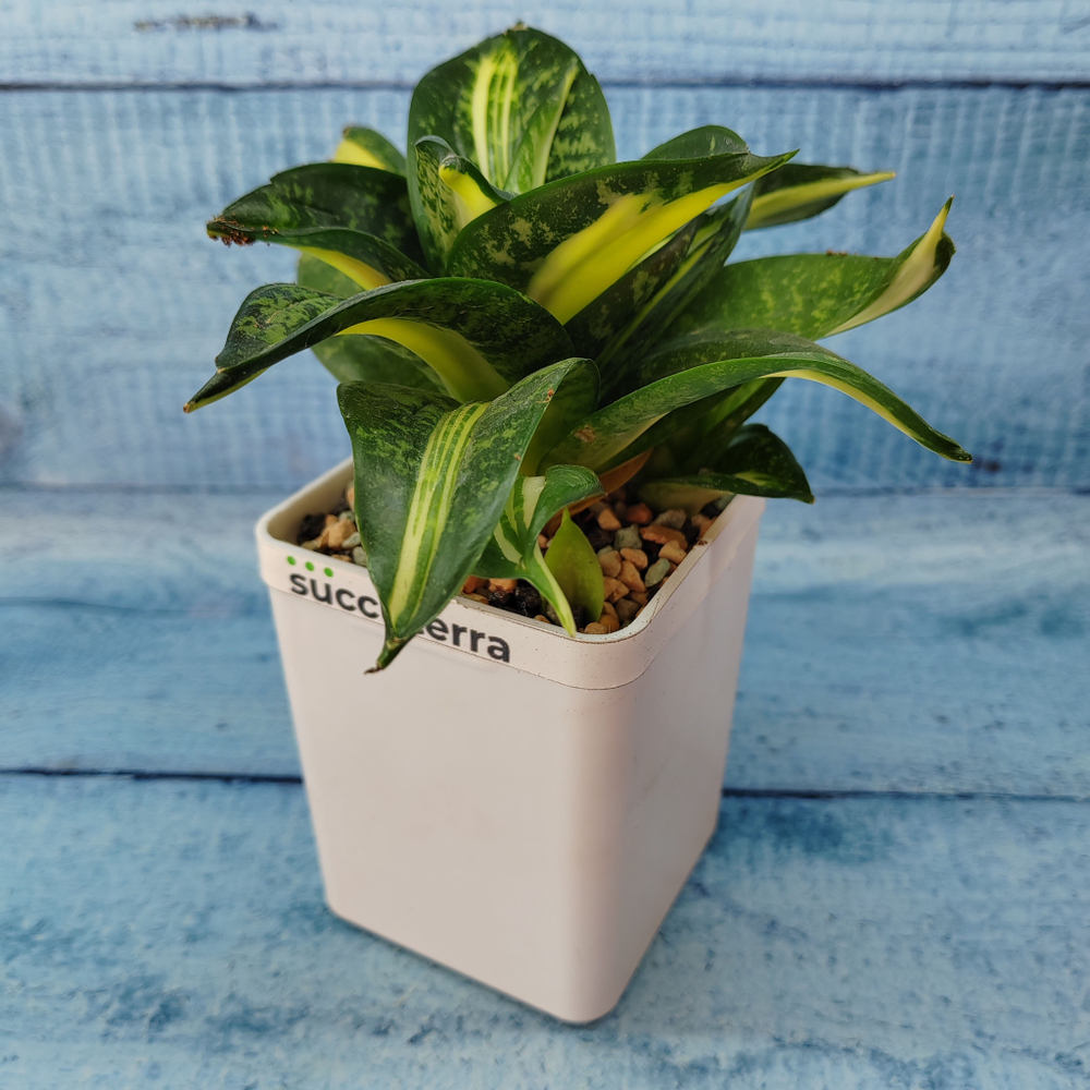 Sansevieria Hahnii 'Spiral Star' (Сансевиерия)