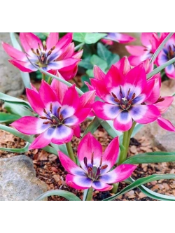 Тюльпан,луковицы Little Beauty ботанический (4 штуки )