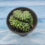 Gymnocalycium Spineless Crested form (Гимнокалициум Кристатный)