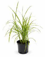 Мискантус китайский ‘Little Zebra’