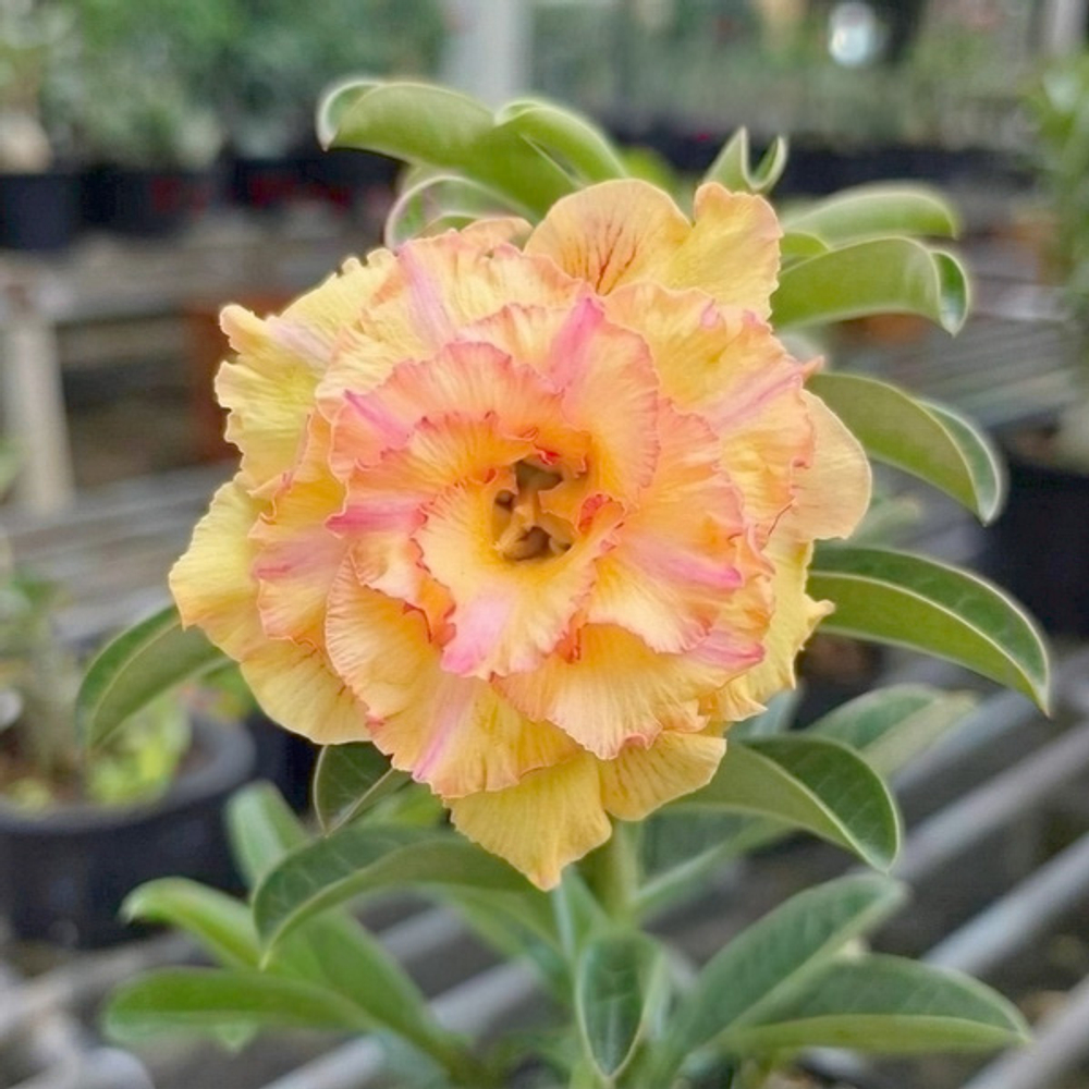 Адениум GOLDEN RUBY