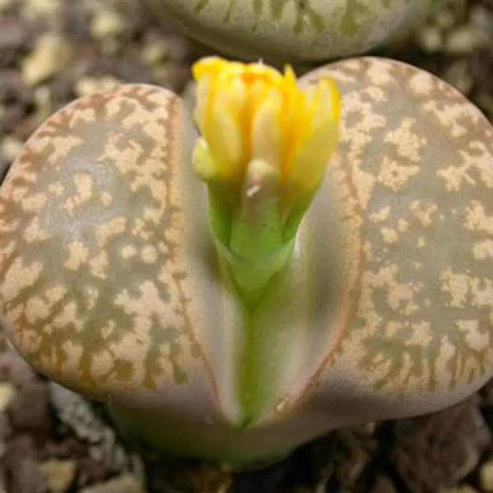 Литопс (C078 Lithops gesinae v. annae) живые камни семена