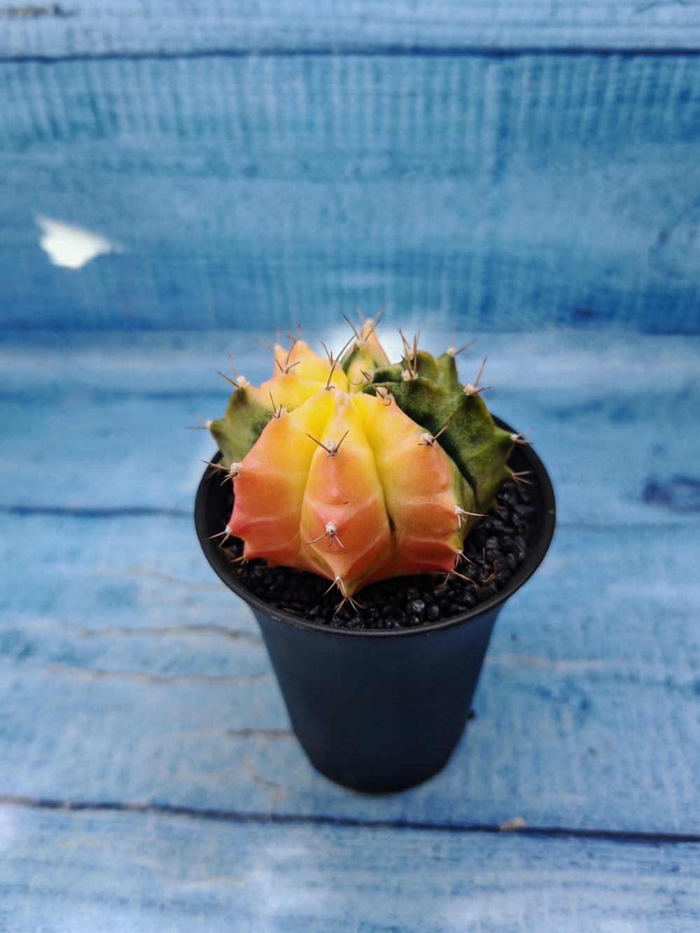 Gymnocalycium Variegata (Гимнокалициум Вариегатный)