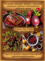 Клюква Ред Стар крупноплодная