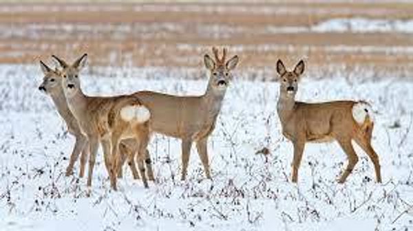 Охота на косуль: все для начинающих охотников Охота на косуль: все для начинающих охотников