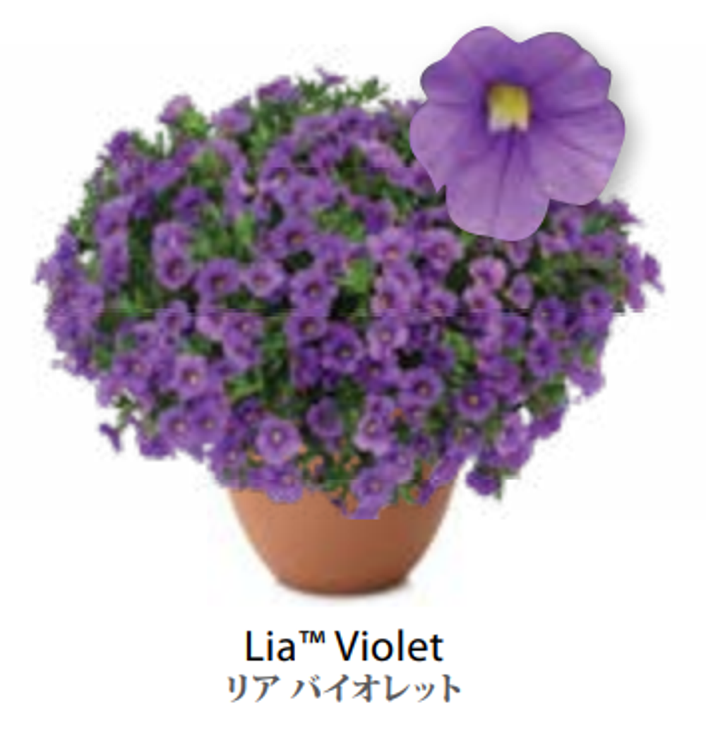 ЕВРО Калибрахоа LIA Violet укоренный черенок февраль поставка 16